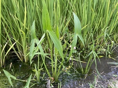 Sagittaria trifolia