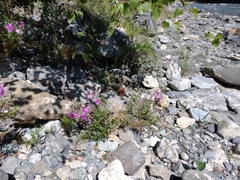 Chamaenerion fleischeri