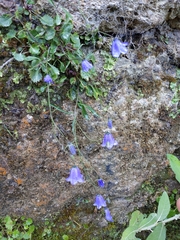 Campanula cochleariifolia