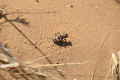 Cicindela