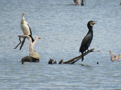 Anhinga novaehollandiae