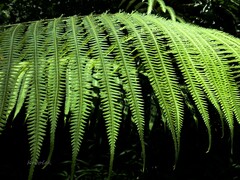 Amblovenatum immersum