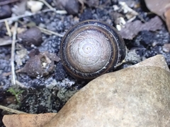 Thersites mitchellae