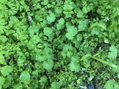Geranium molle