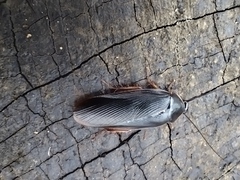 Blaberidae