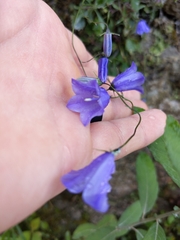 Campanula cochleariifolia