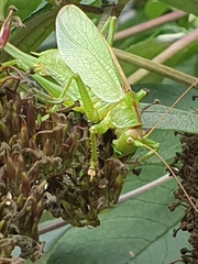 Tettigonia cantans