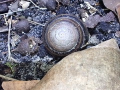 Thersites mitchellae