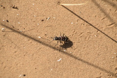Cicindela