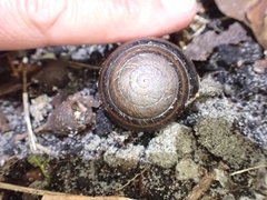 Thersites mitchellae