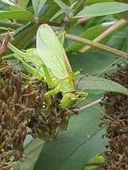 Tettigonia cantans