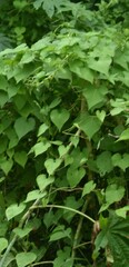 Ampelopsis cordata