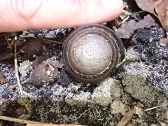 Thersites mitchellae