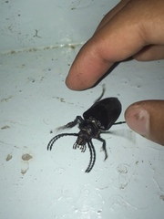 Prionus coriarius