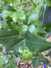 Asparagus asparagoides