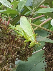 Tettigonia cantans