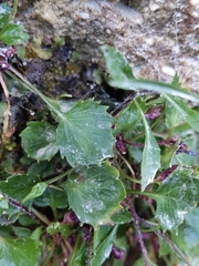 Campanula cochleariifolia
