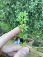Galium divaricatum