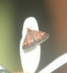Pyrausta aurata