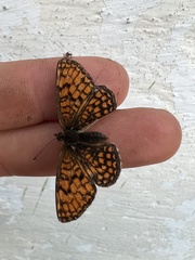 Melitaea athalia