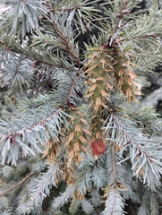 Pseudotsuga