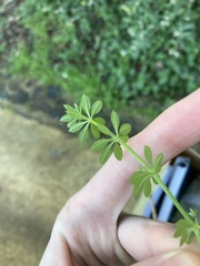 Galium divaricatum