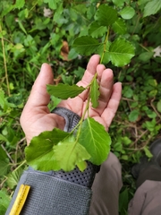 Populus tremula