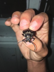 Prionus coriarius