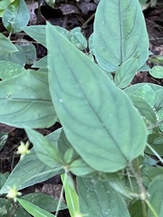 Lysimachia