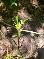 Carex intumescens