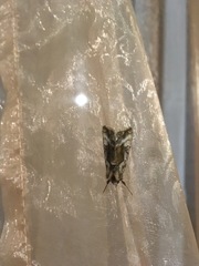 Autographa jota