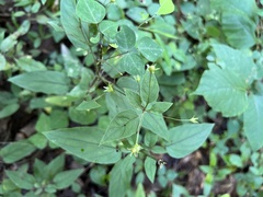 Lysimachia