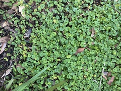 Dichondra repens