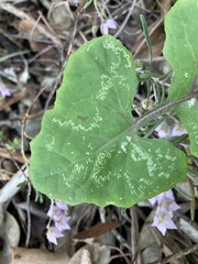 Phytomyza syngenesiae