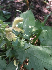 Salvia glutinosa
