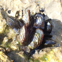 Mytilus