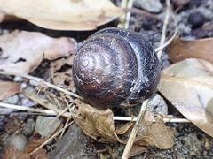 Thersites mitchellae