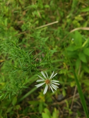 Symphyotrichum pilosum