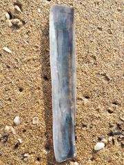 Ensis minor
