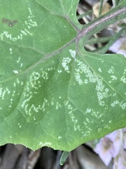 Phytomyza syngenesiae