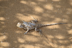 Phrynocephalus guttatus