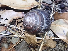 Thersites mitchellae