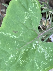 Phytomyza syngenesiae