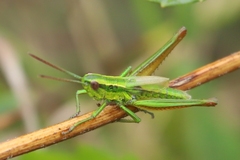 Euthystira brachyptera