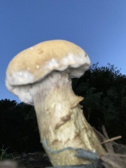 Tylopilus felleus