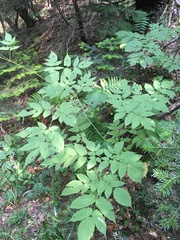Aruncus dioicus