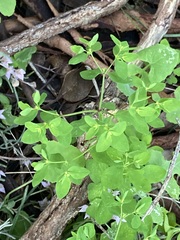 Euphorbia peplus