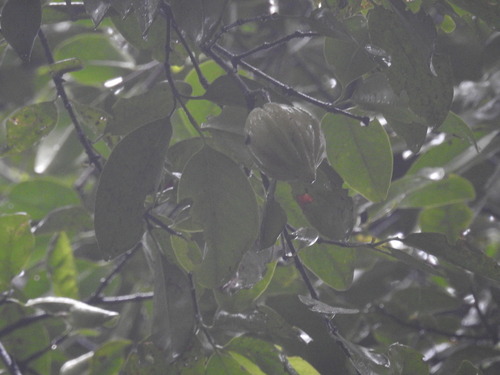 Garcinia gummi-gutta, photograph 2