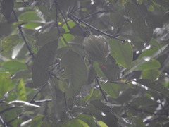 Garcinia gummi-gutta