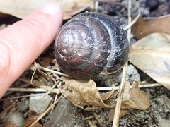 Thersites mitchellae